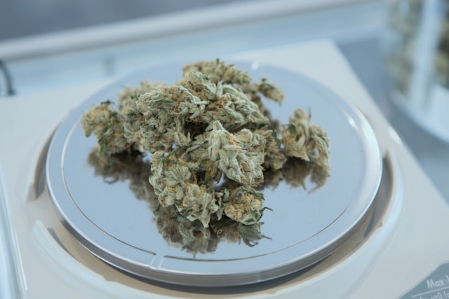cbd olie